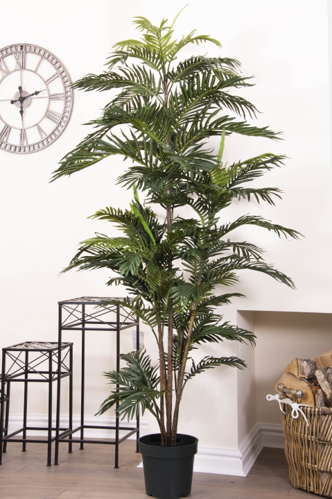 210cm Areca Palm