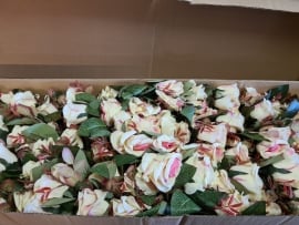   36 Open Rose Buds Cream 64cm