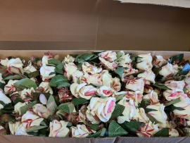   36 Open Rose Buds Fusch/Cream 64cm