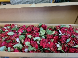   36 Open Rose Buds Red 64cm