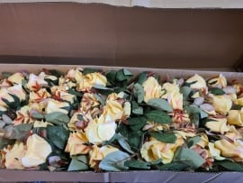  36 Open Rose Buds Yellow 64cm