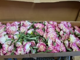   36 Carnations Purple/Cream 65cm