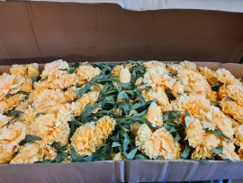 36 Carnations Spray Yellow 65cm
