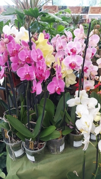 Phalaenopsis (Orchids mix)