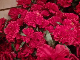  36 Carnations Spray Red 65cm