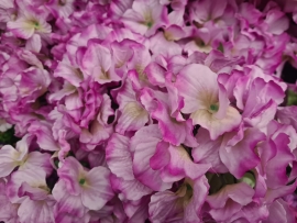 1 stem of 70cm Hydrangea Single Satin Lilac 