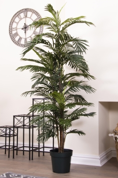 180cm Areca Palm