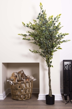 165cm Varigated Ficus Tree