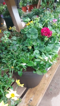 Planted Container