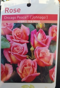 Rose Chicago Peace 'Johnago'