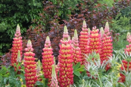 Lupines "Tequila Flame"