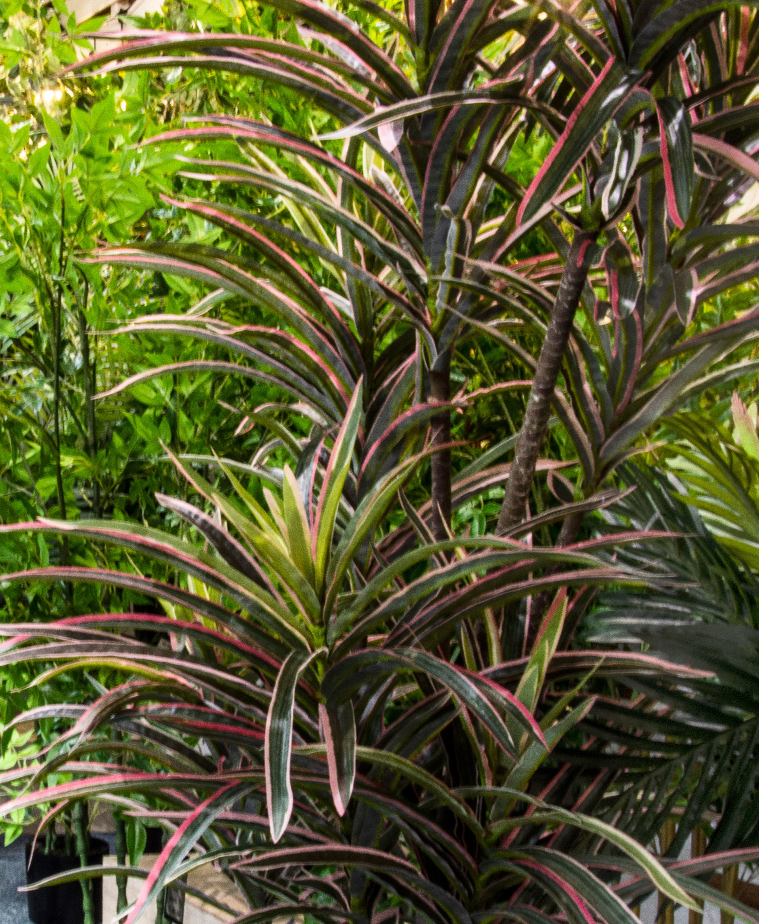 Golden Days Garden Centre Homepage golden-days-garden-centre-homepage